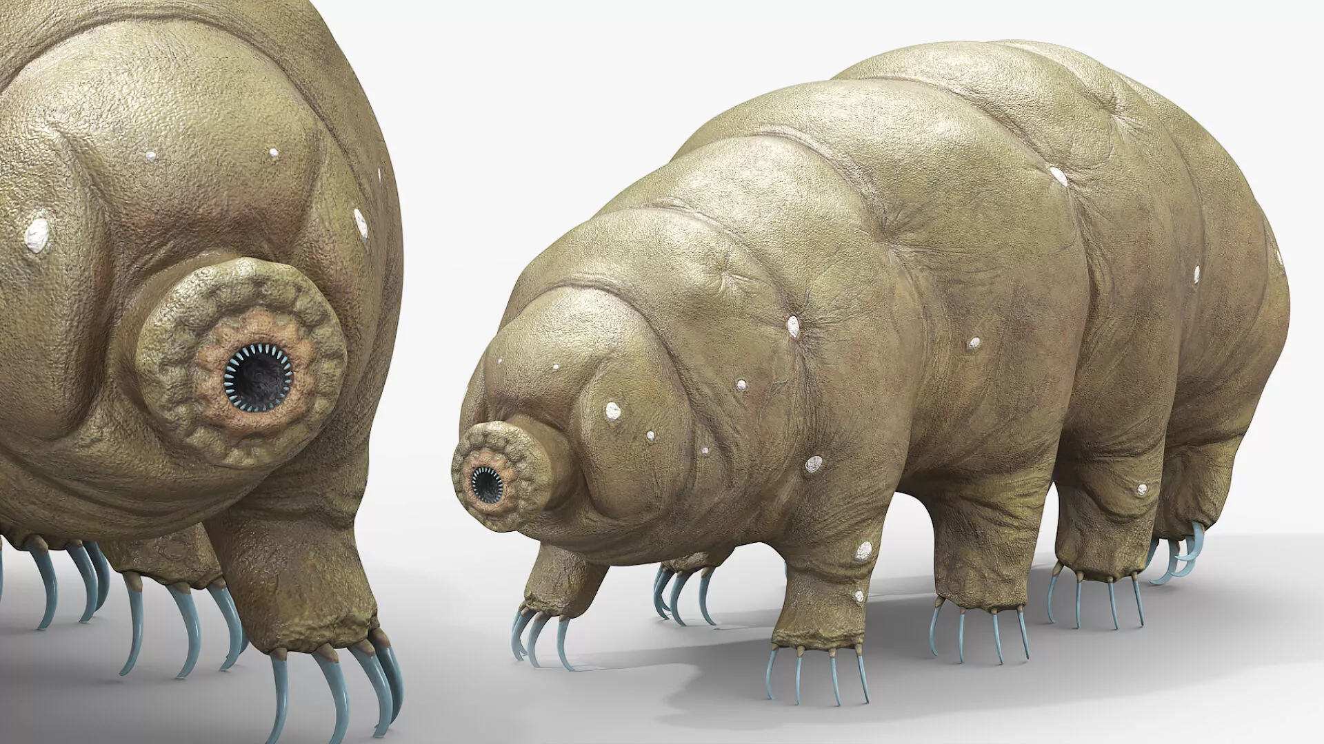 Animal Tardigrade Rigged For Maya 3D model