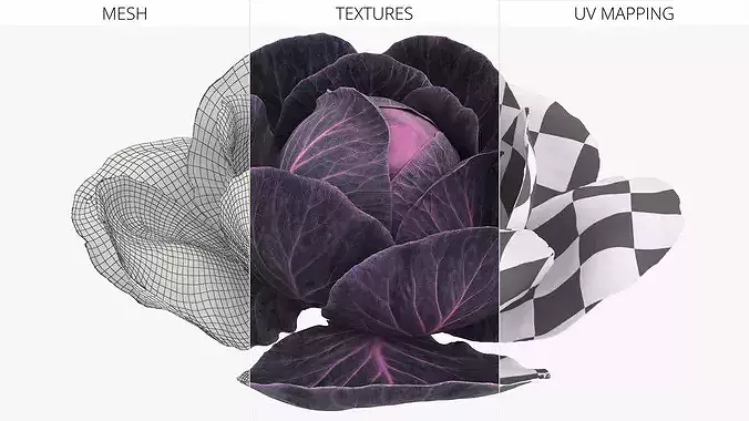 Leafy Cabbage Head Purple Dark 3D model 7