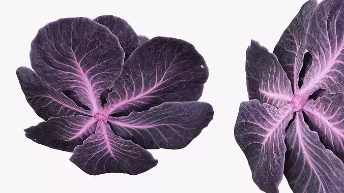 Leafy Cabbage Head Purple Dark 3D model 6