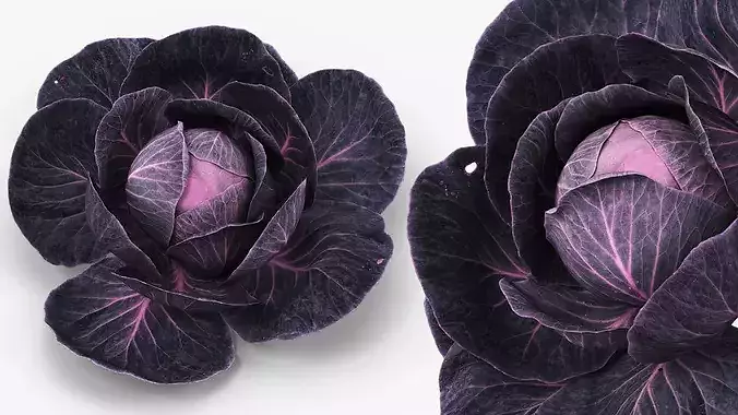 Leafy Cabbage Head Purple Dark 3D model 4