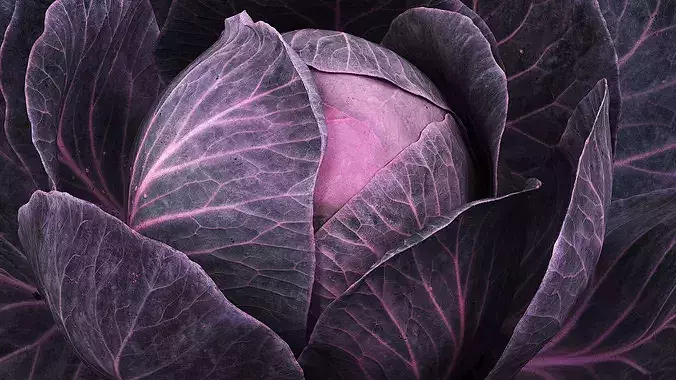 Leafy Cabbage Head Purple Dark 3D model 5
