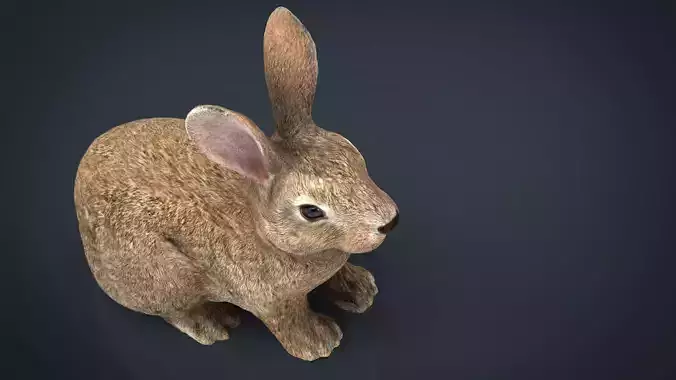 Rabbit Low-poly 3D model