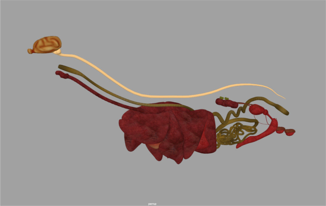 Shepherd Dog  internal organs skelleton 3D model_3