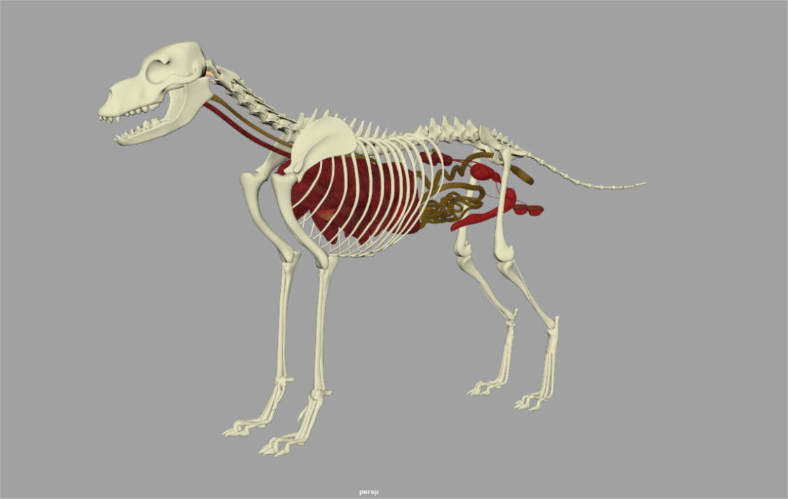 Shepherd Dog  internal organs skelleton 3D model_1