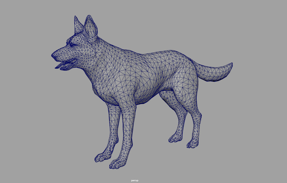 Shepherd Dog  internal organs skelleton 3D model_5