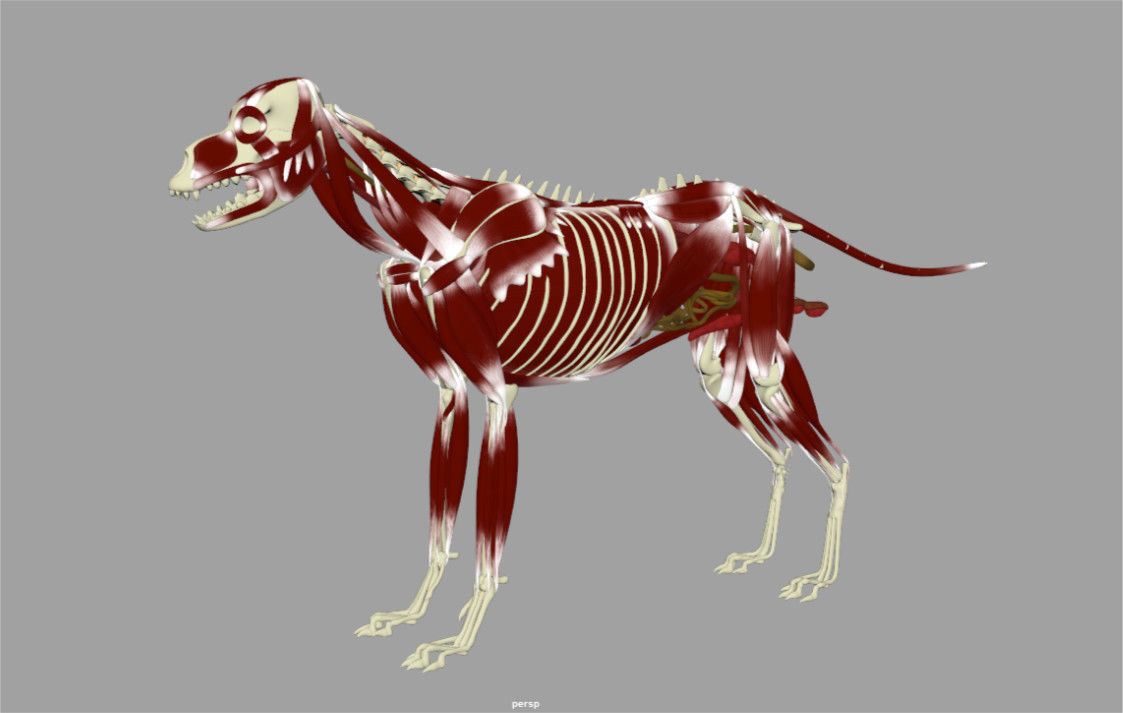 Shepherd Dog  internal organs skelleton 3D model_2