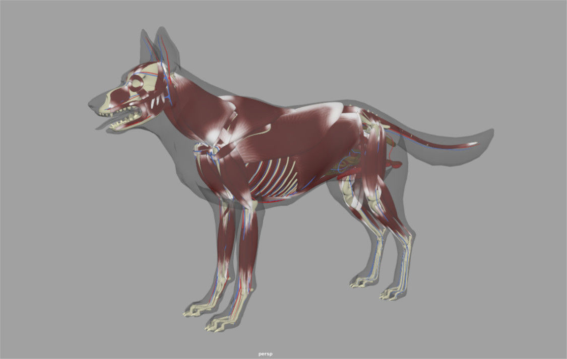 Shepherd Dog  internal organs skelleton 3D model_4