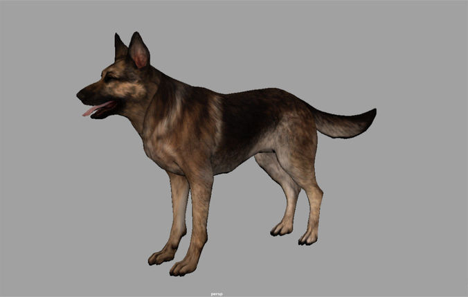 Shepherd Dog  internal organs skelleton 3D model