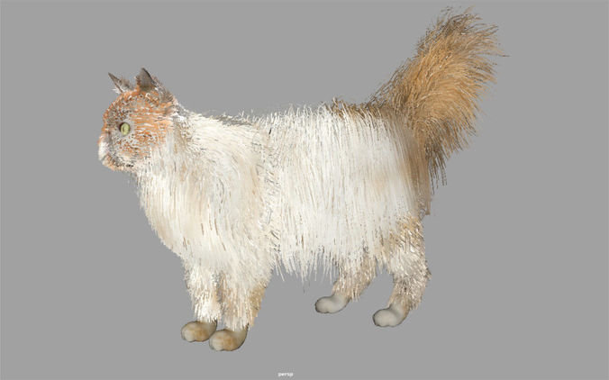 Persian Cat Internal Organs Skeleton Arteries 3D model