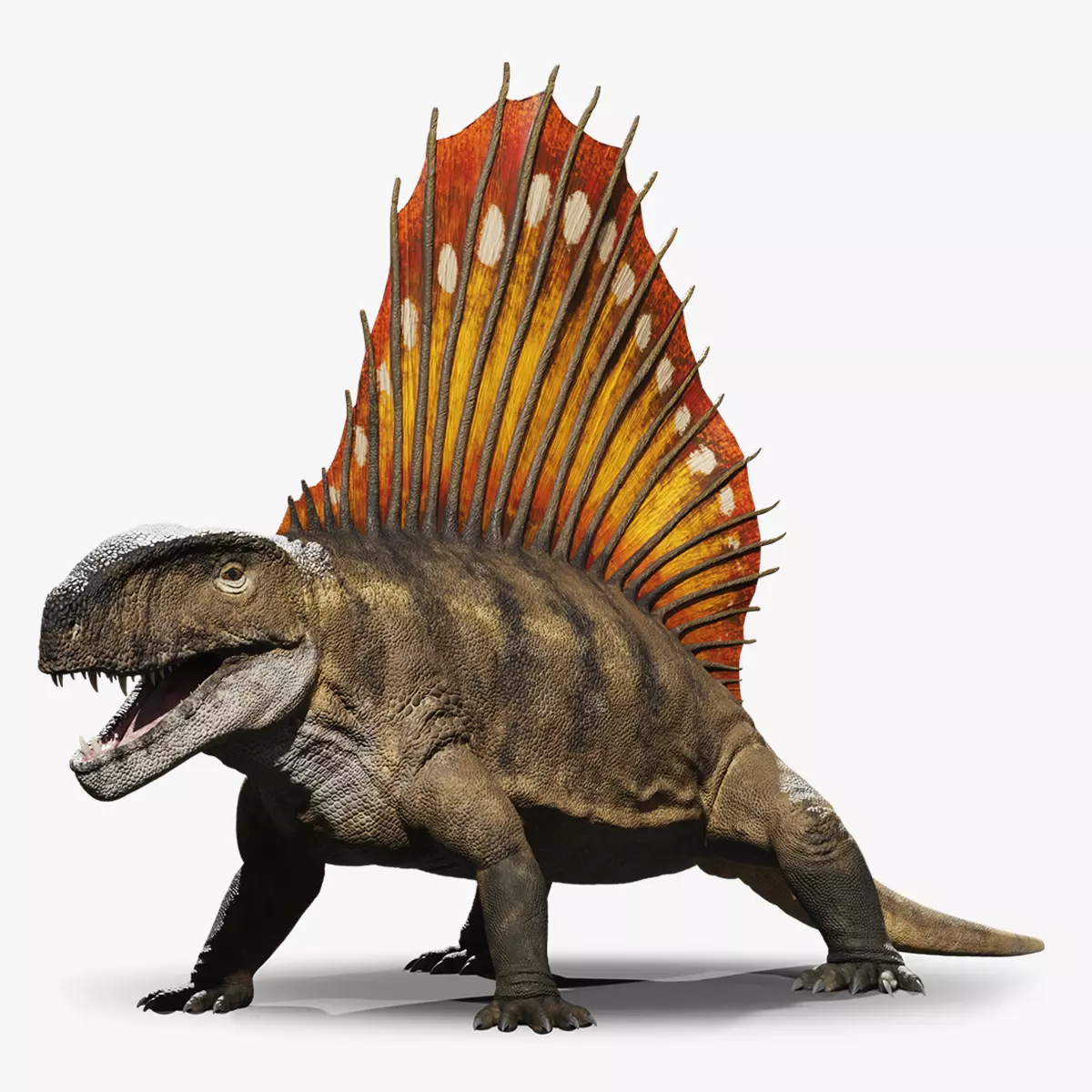 Dimetrodon Rig Low-poly 3D model