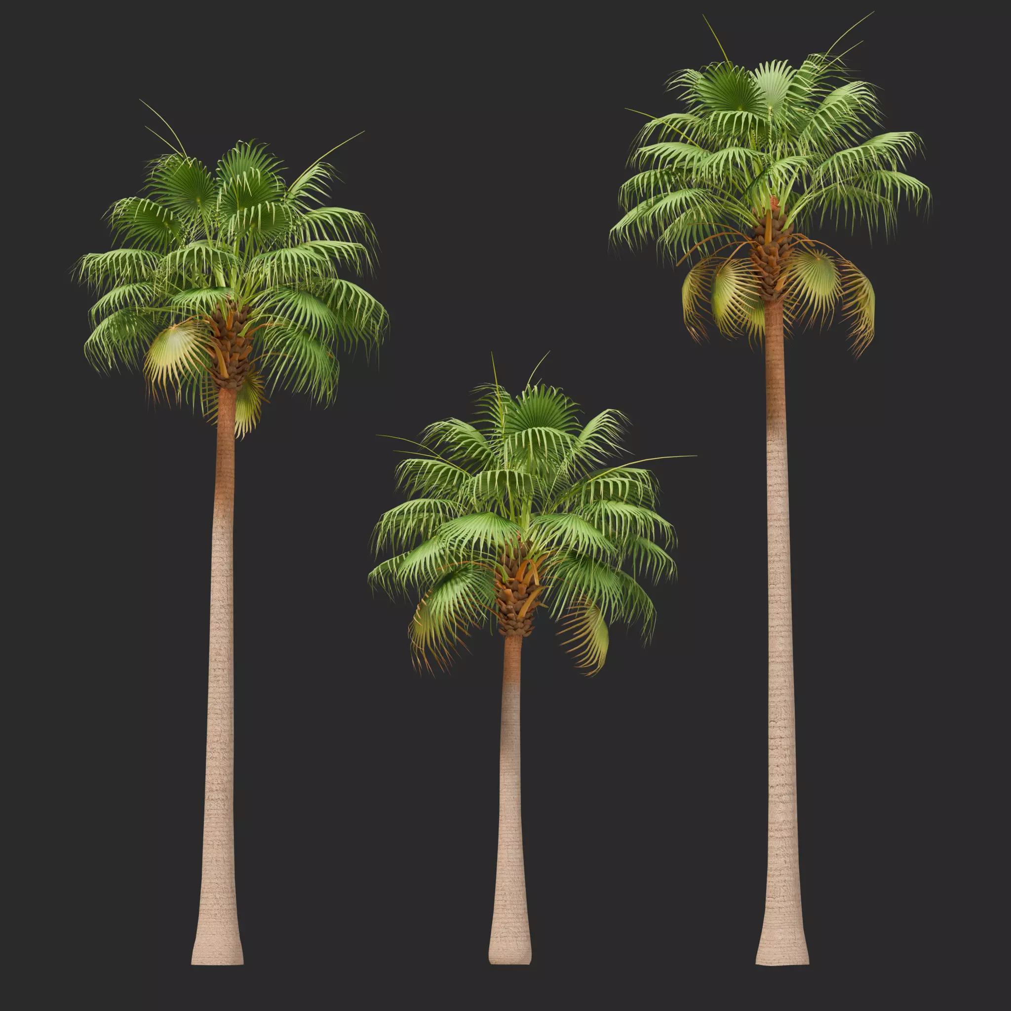 Mexican Fan Palm Tree Low-poly 3D model