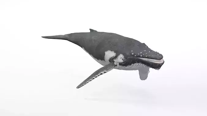 Realistic Humpback Whale