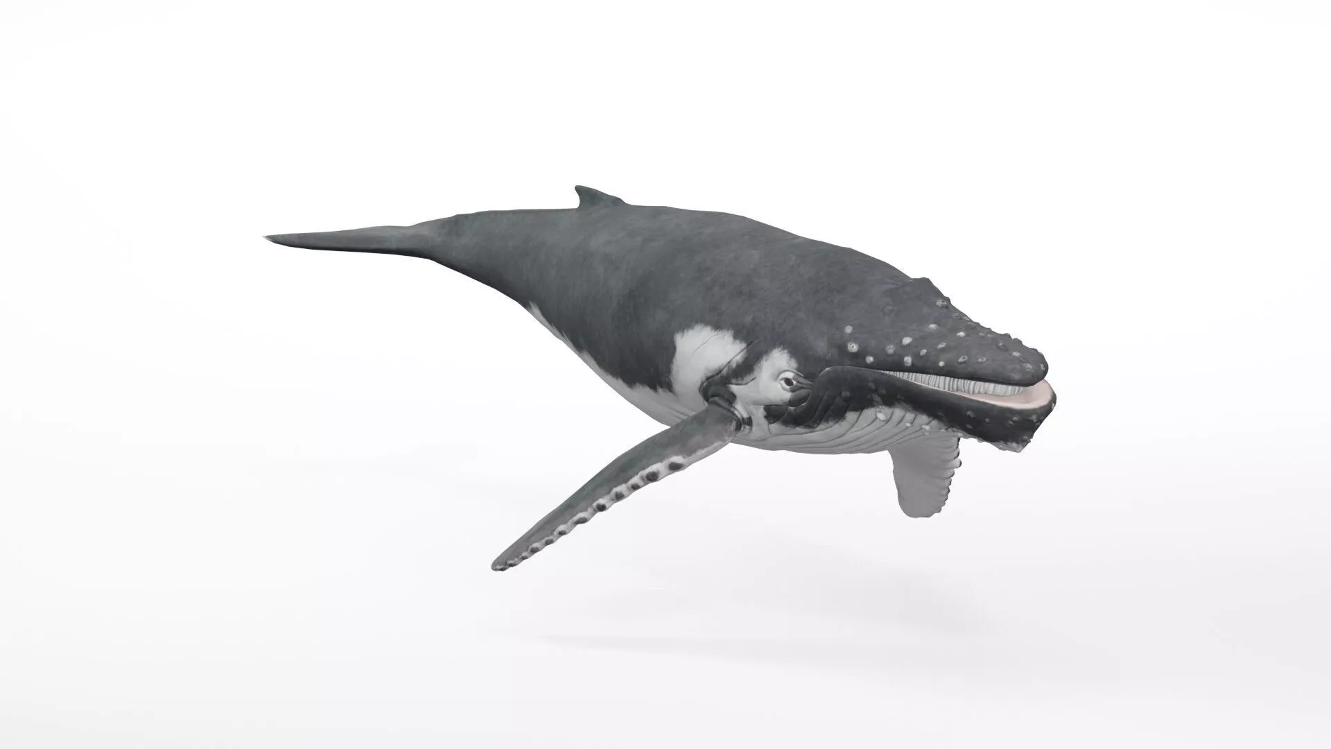 Realistic Humpback Whale Low-poly 3D model