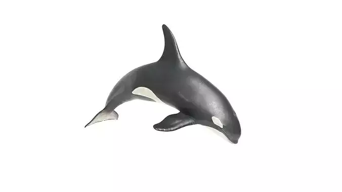 Realistic Killer Whale