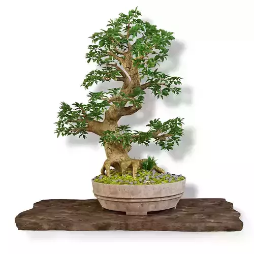 Bonsai tree