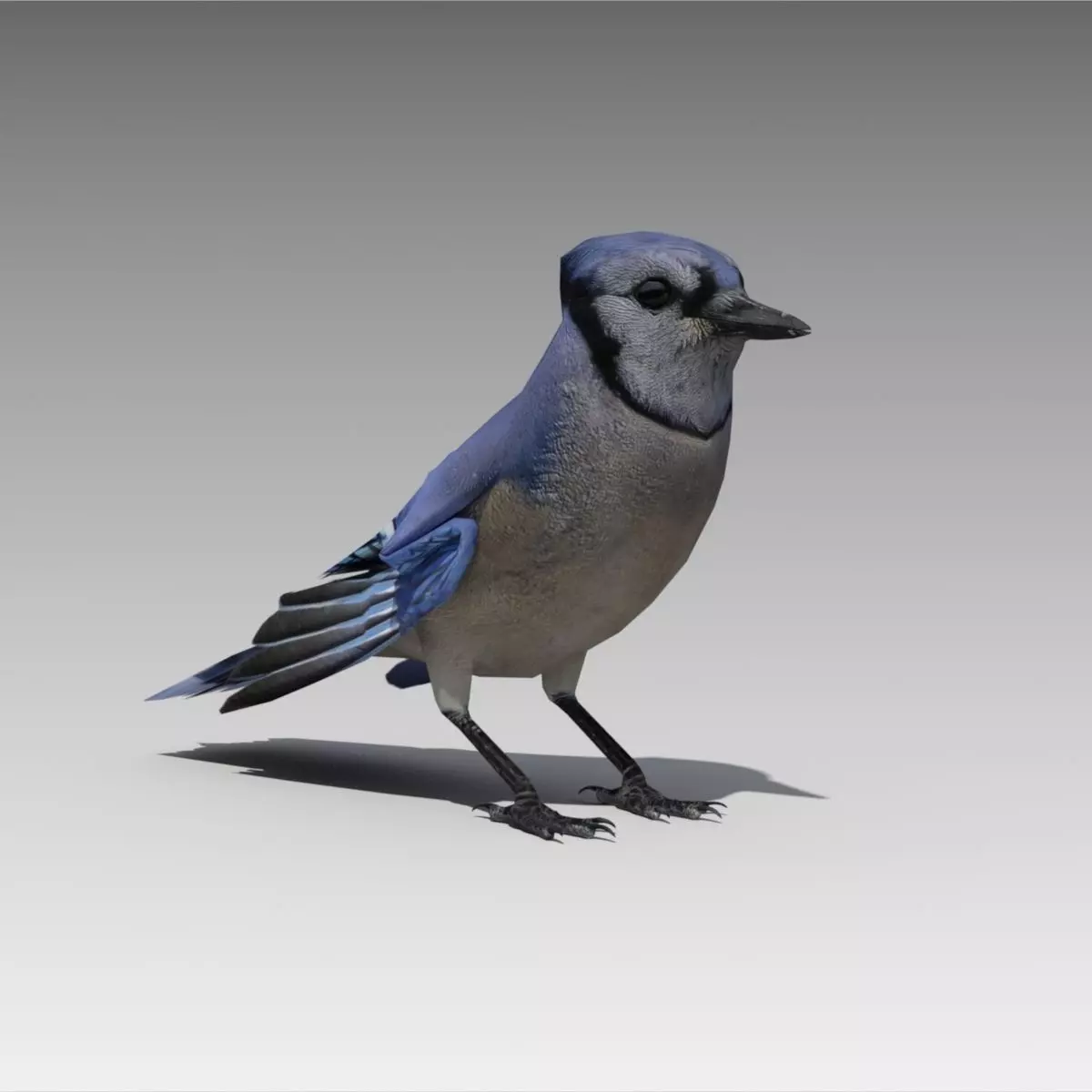Blue Jay Animated Low-poly 3D model_0