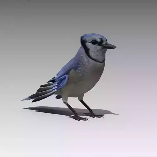 Blue Jay Animated Low-poly 3D model