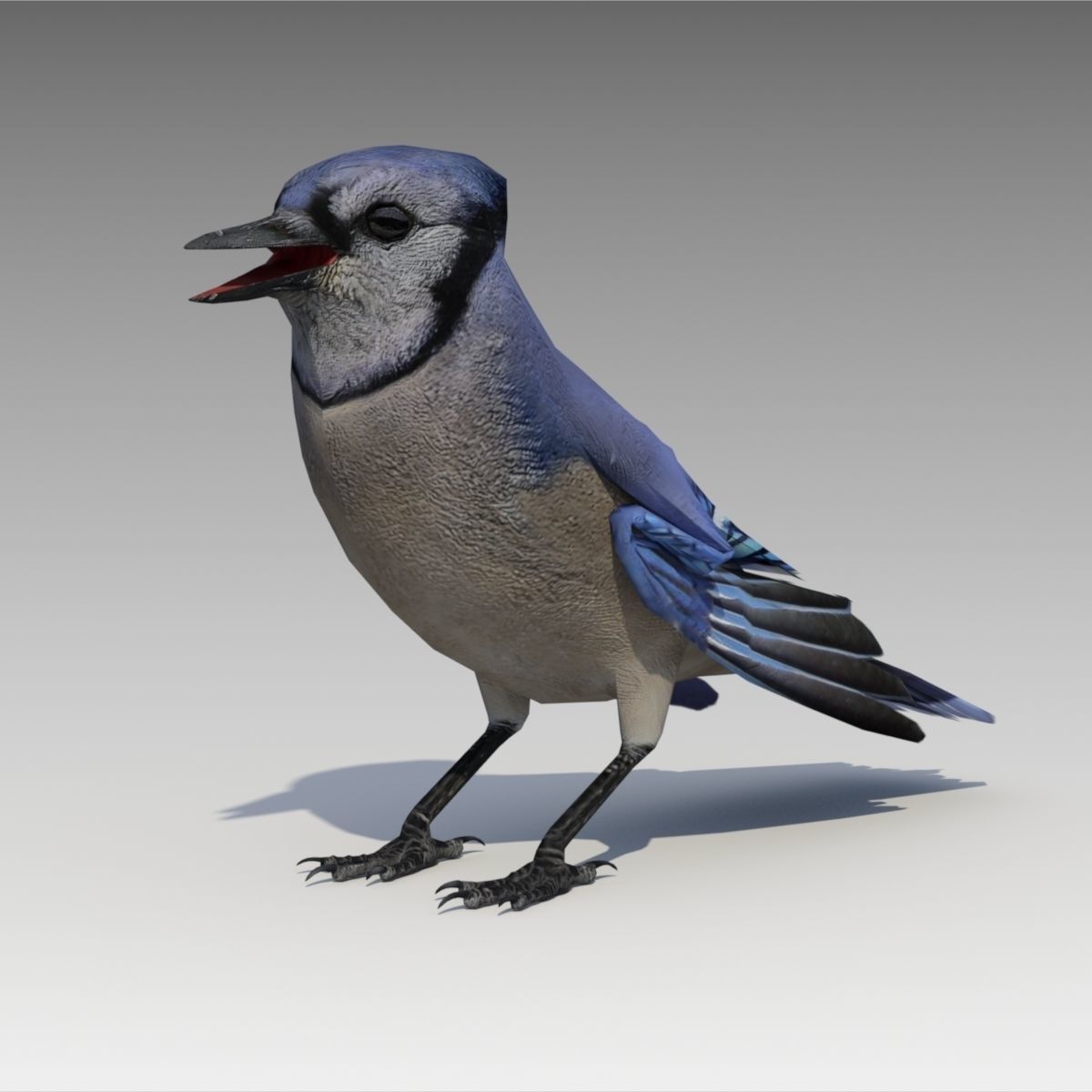 Blue Jay Animated Low-poly 3D model_5