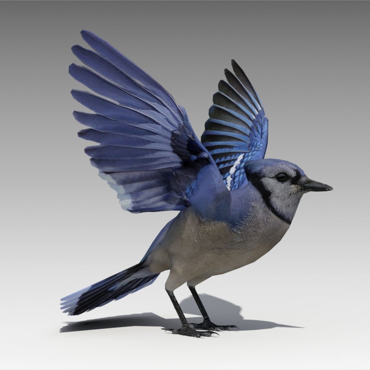 Blue Jay Animated Low-poly 3D model_2