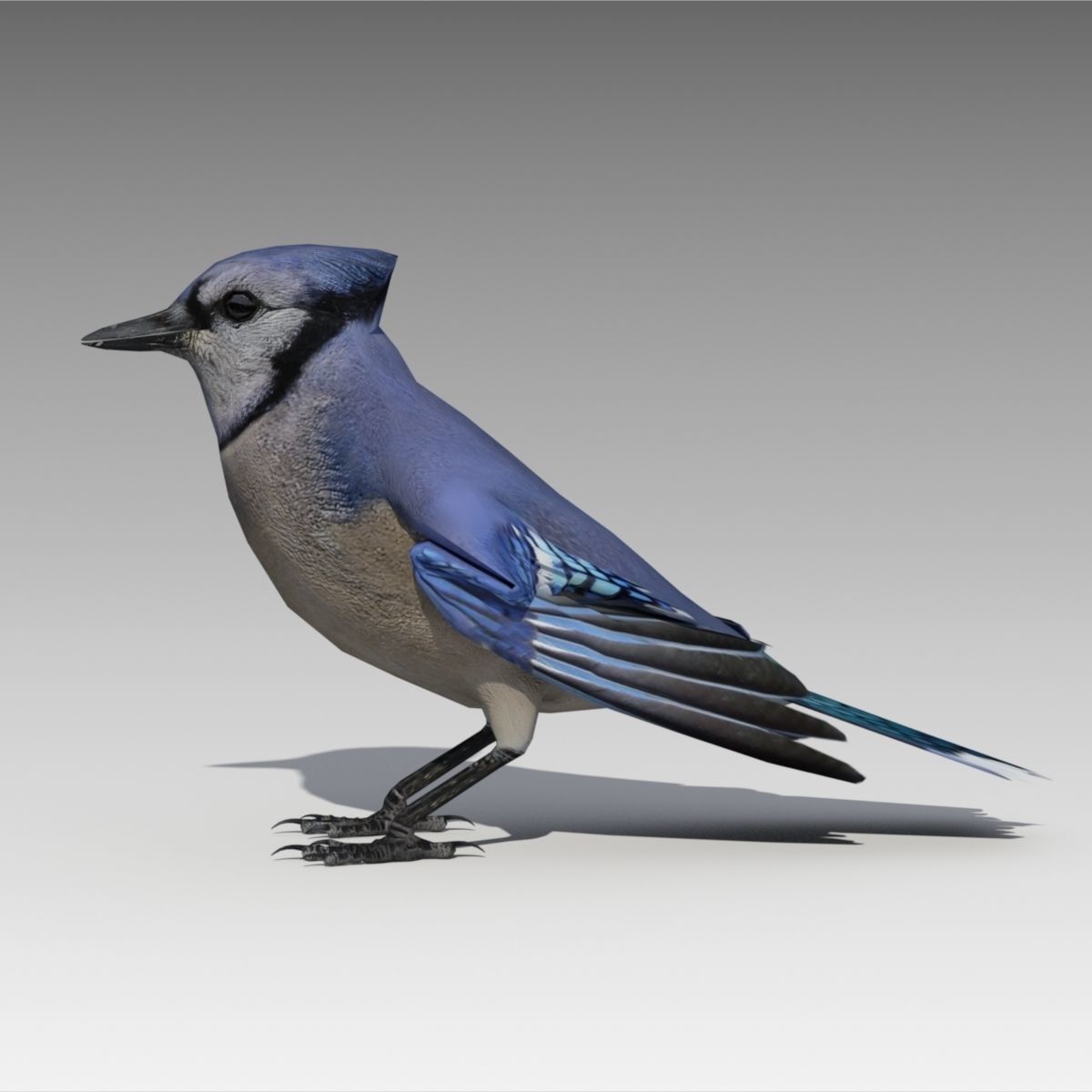 Blue Jay Animated Low-poly 3D model_4