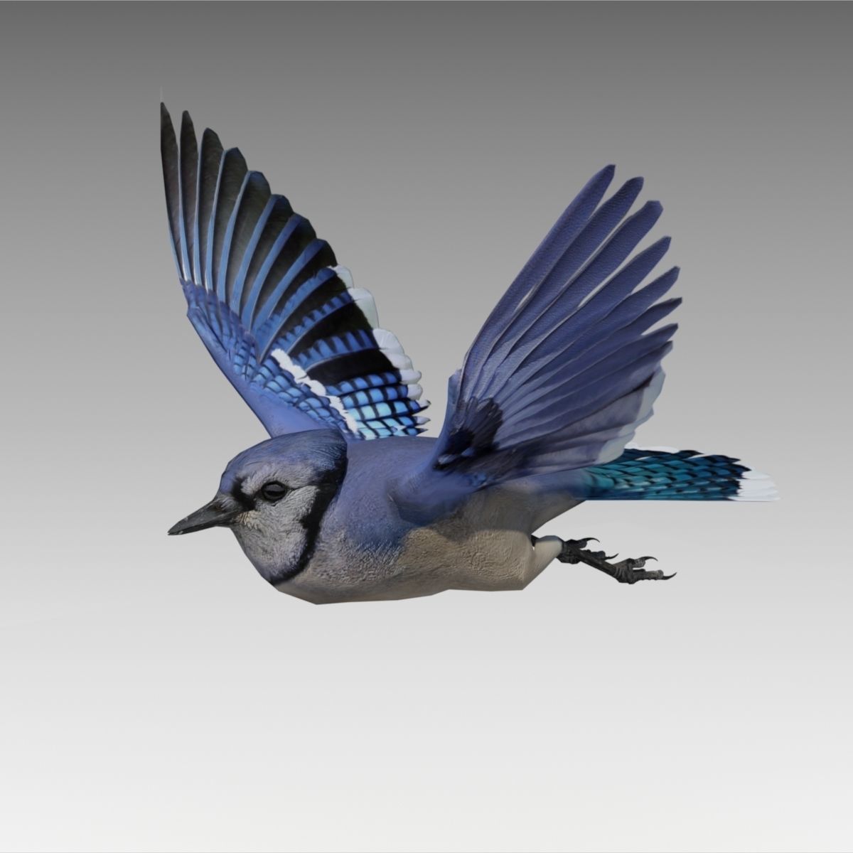 Blue Jay Animated Low-poly 3D model_3