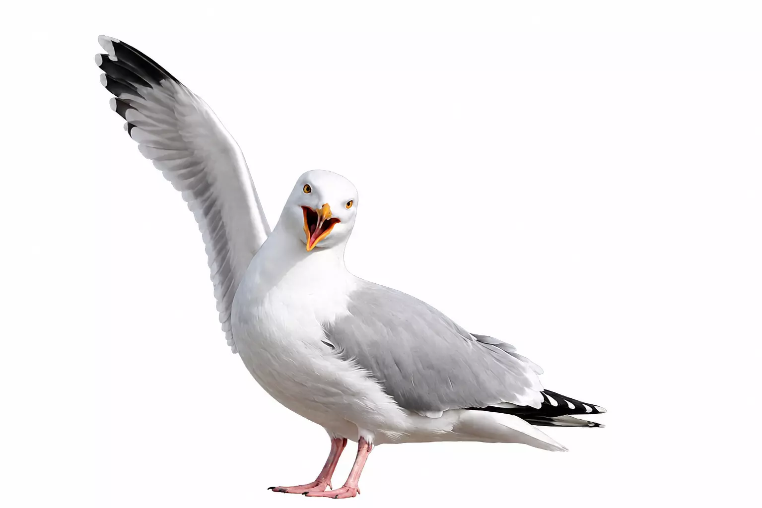 Hi Seagull Free 3D print model