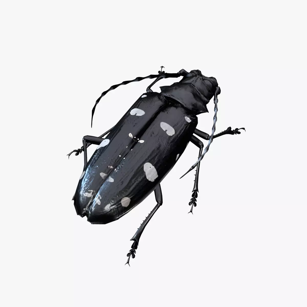 longhorn beetle Anoplophora glabripennis Low-poly 3D model