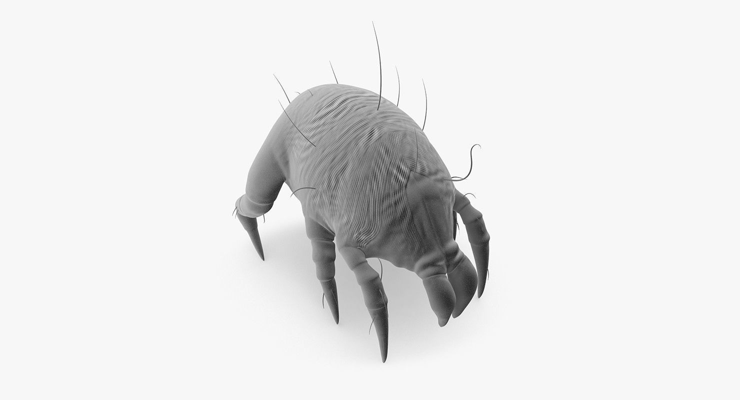 Dust Mite 3D model