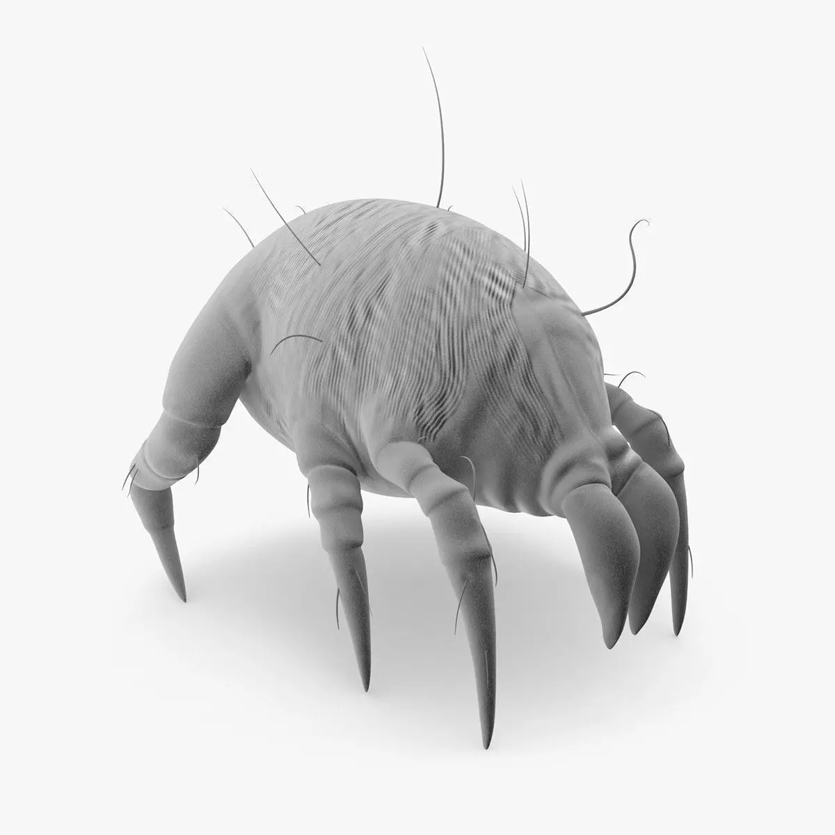 Dust Mite 3D model