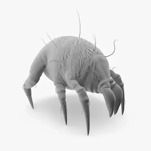 Dust Mite