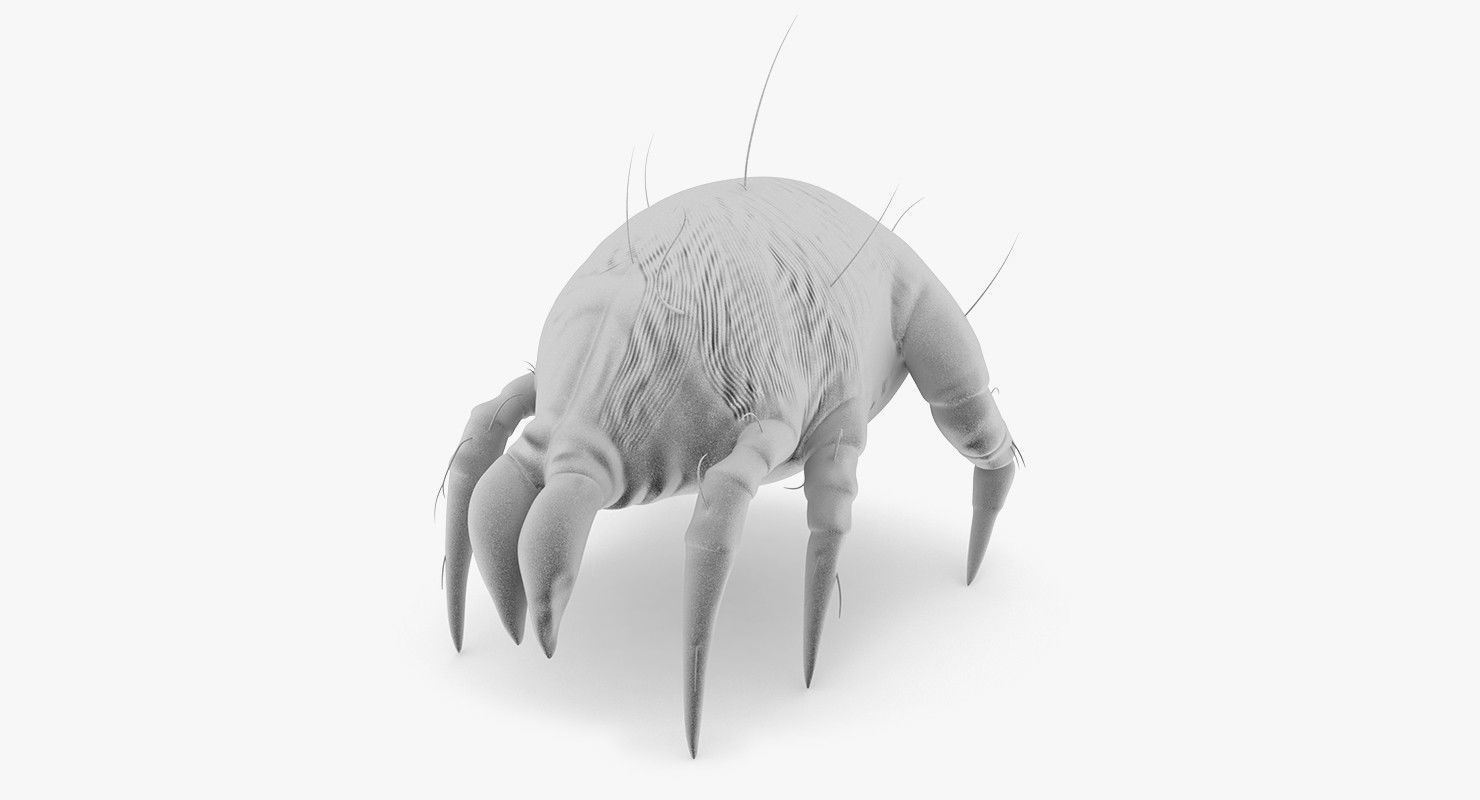 Dust Mite 3D model