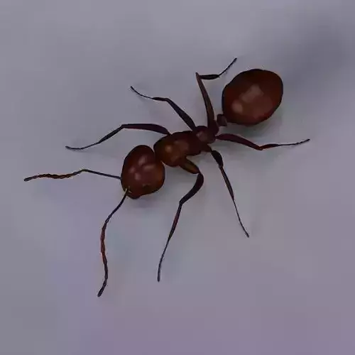 Ant model 3D model
