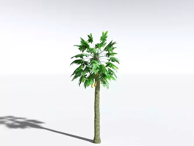 EVERYPlant Papaya LowPoly
