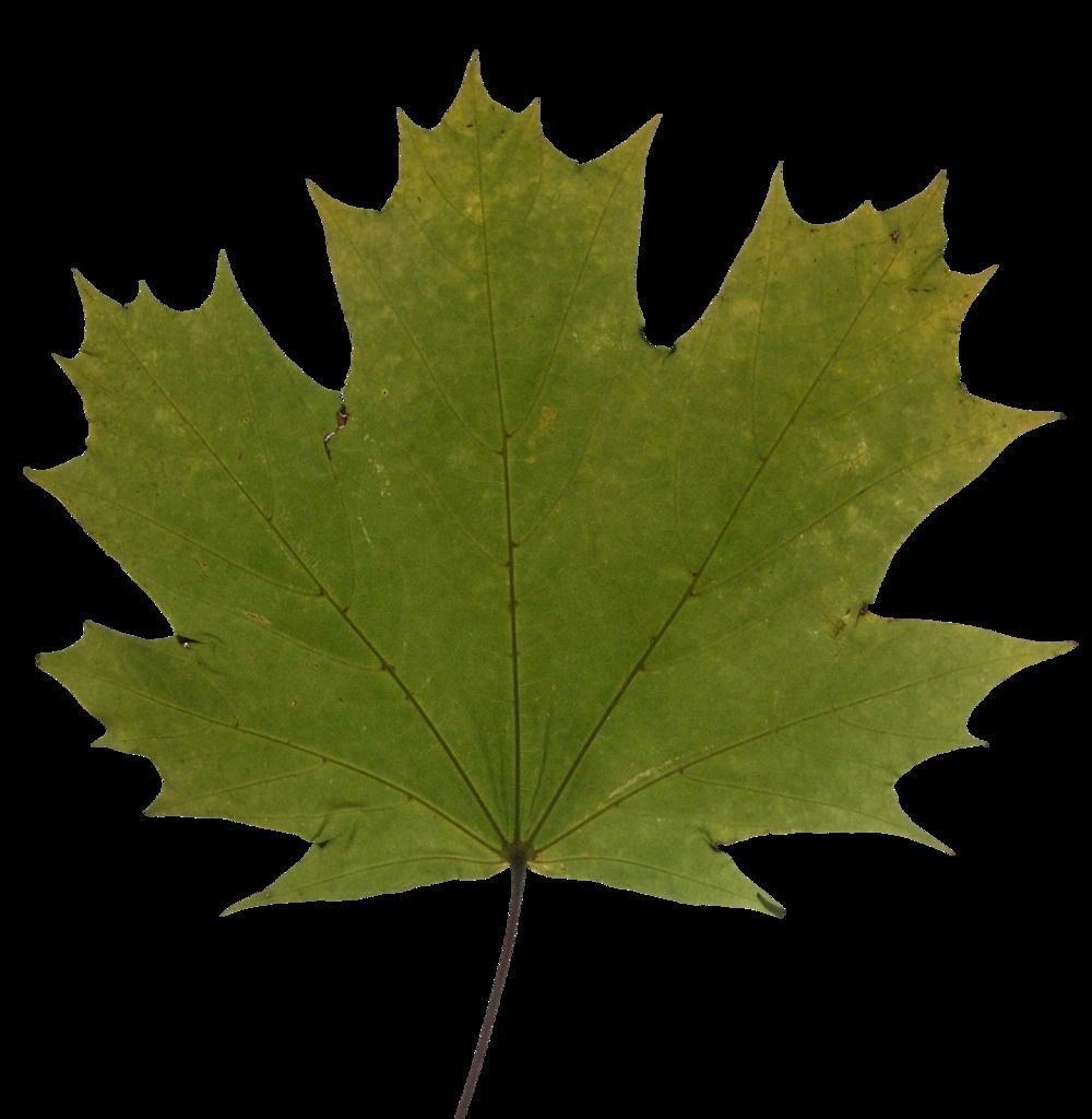 High poly tree pine 3D model_1