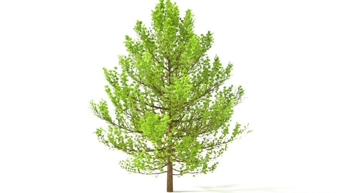 High poly tree pine 3D model