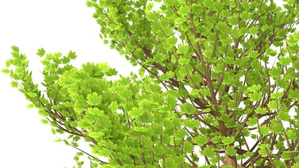 High poly tree pine 3D model_2