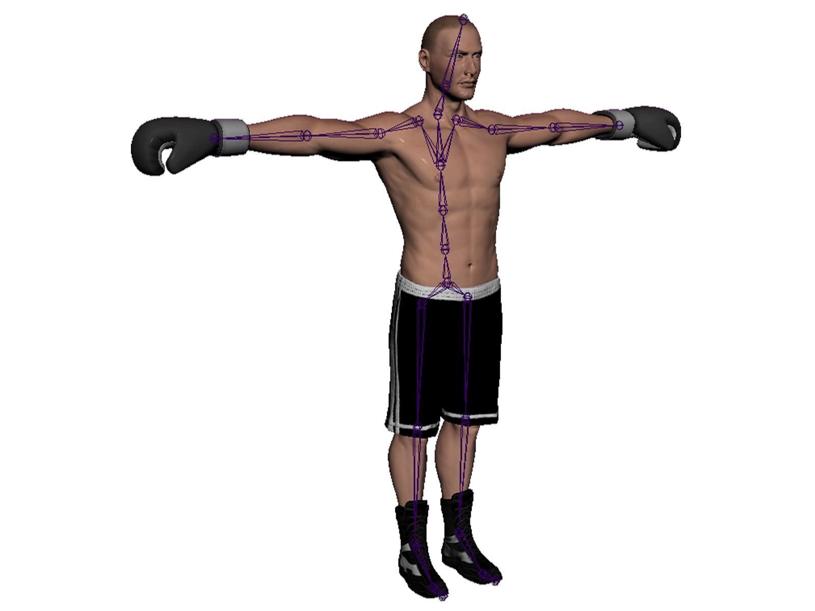 boxer rig Low-poly 3D model_9