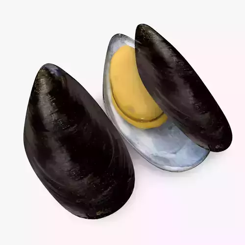 Mussel Shell 3D model