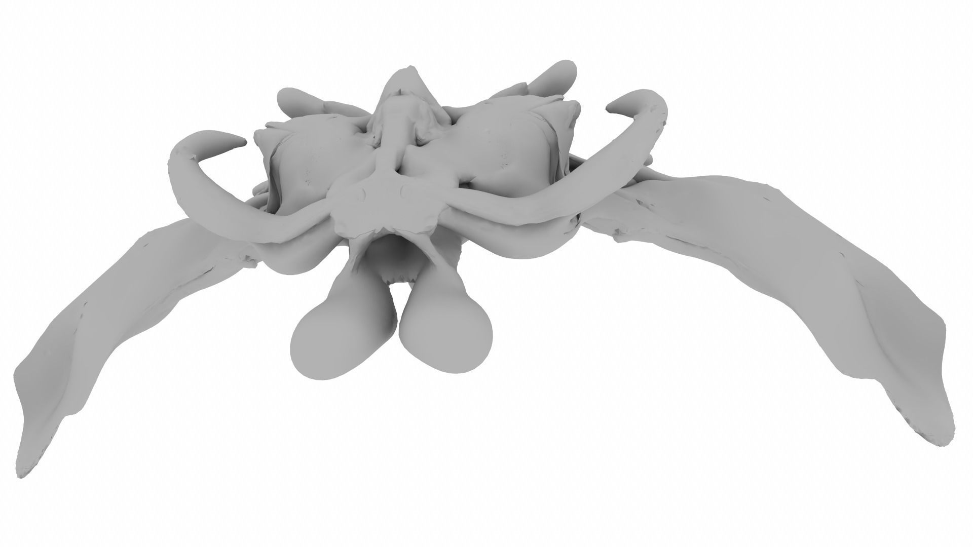 Pentery thoracic vertebra 3D model_12