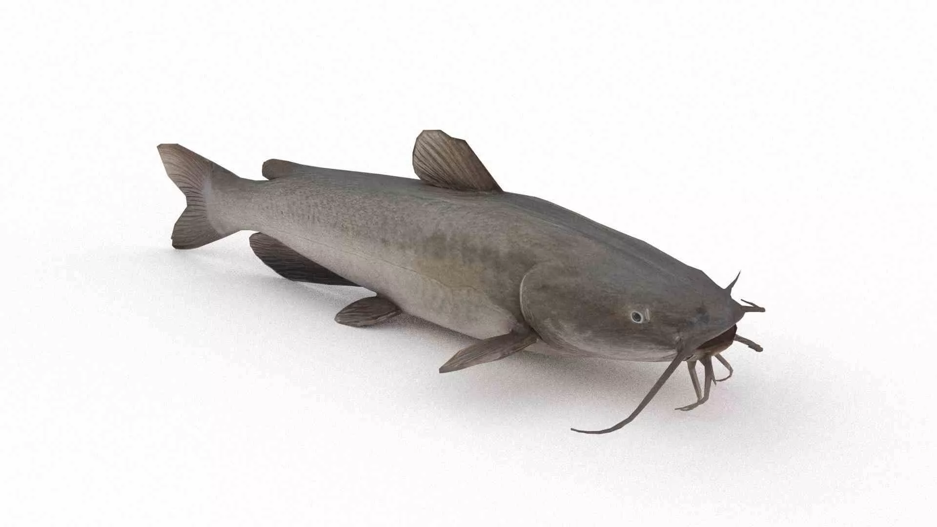 Channel catfish Low-poly 3D model