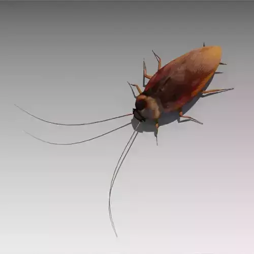 Cockroach Low-poly 3D model