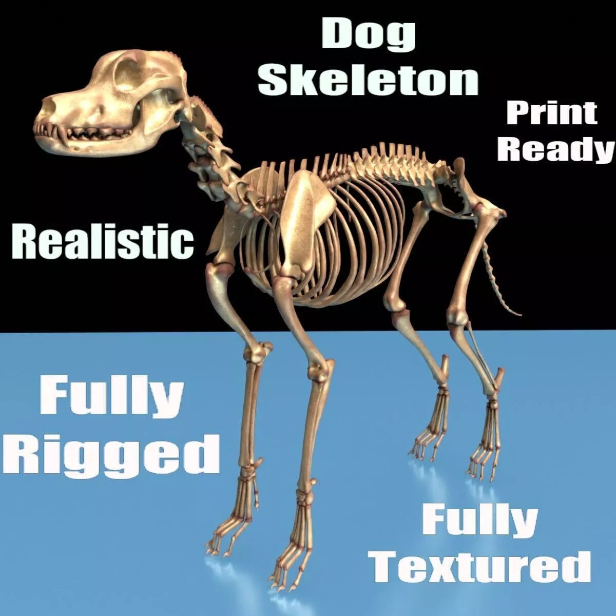 Realistic Dog Skeleton Fully Textured and Rigged 3D Print Model 3D model