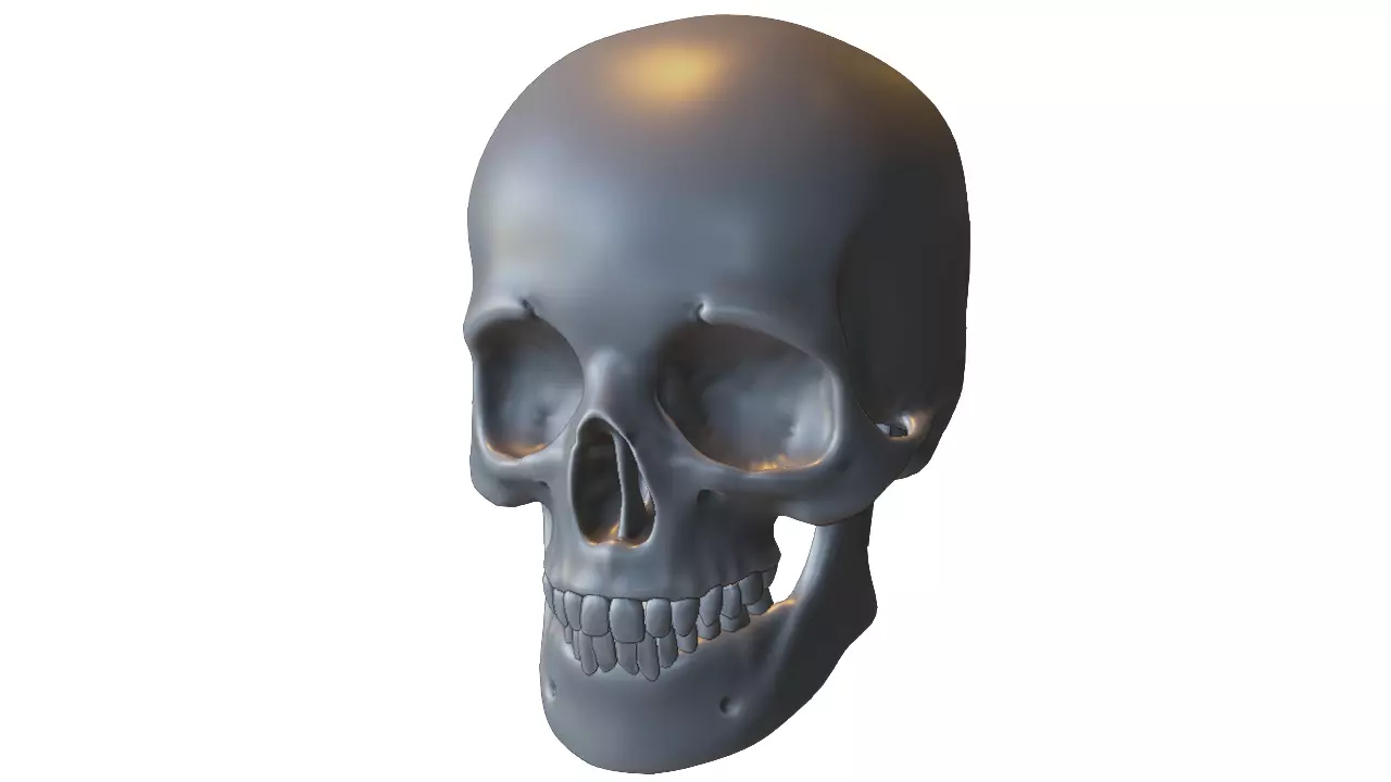 Realistic Human Skull Low-poly 3D model