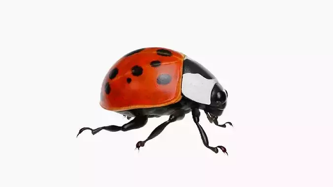 Realistic Ladybug Insect
