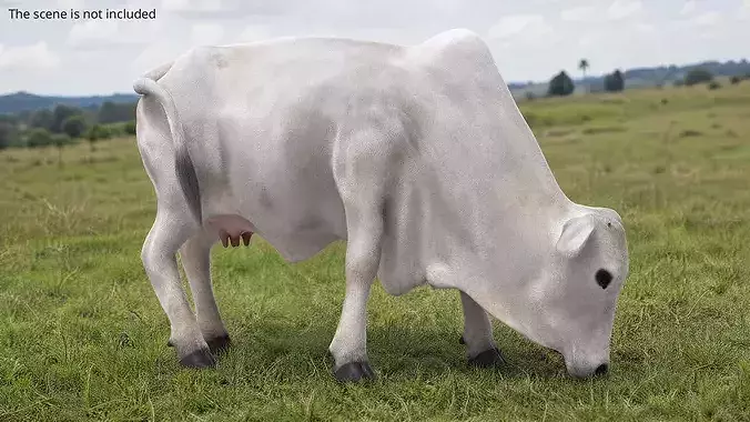 Nelore Cow Fur Gallop Animated Rigged For Maya Low-poly 3D model 3