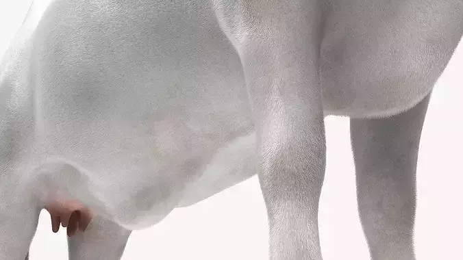 Nelore Cow Fur Gallop Animated Rigged For Maya Low-poly 3D model 7