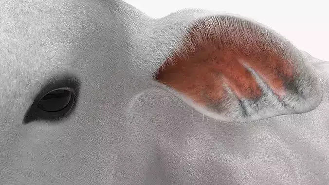 Nelore Cow Fur Gallop Animated Rigged For Maya Low-poly 3D model 4