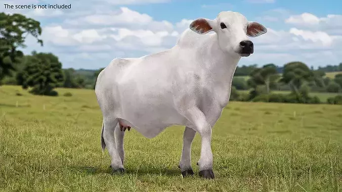 Nelore Cow Fur Gallop Animated Rigged For Maya Low-poly 3D model 2