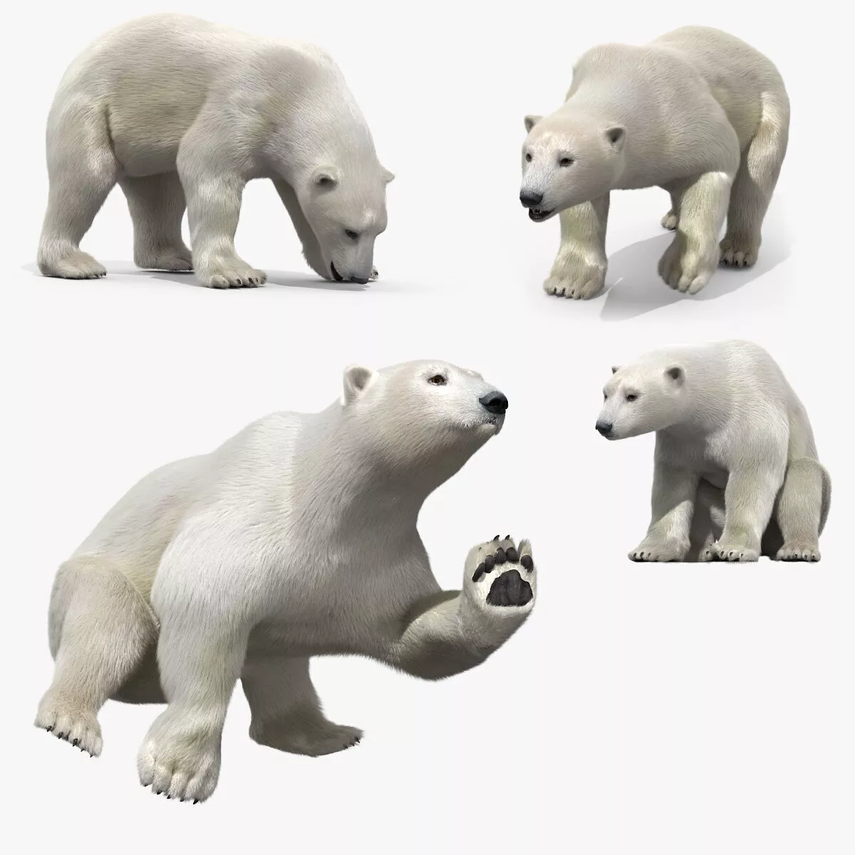 White Polar Bear Fur Set Animated Rigged For Maya 3D model