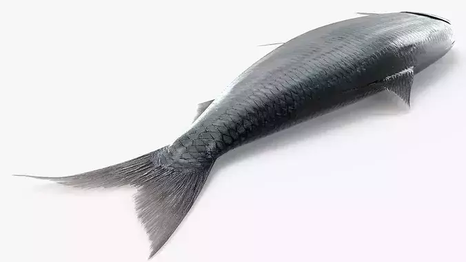 Vacuum Sealed Tray with Atlantic Herring Silver 3D model 6